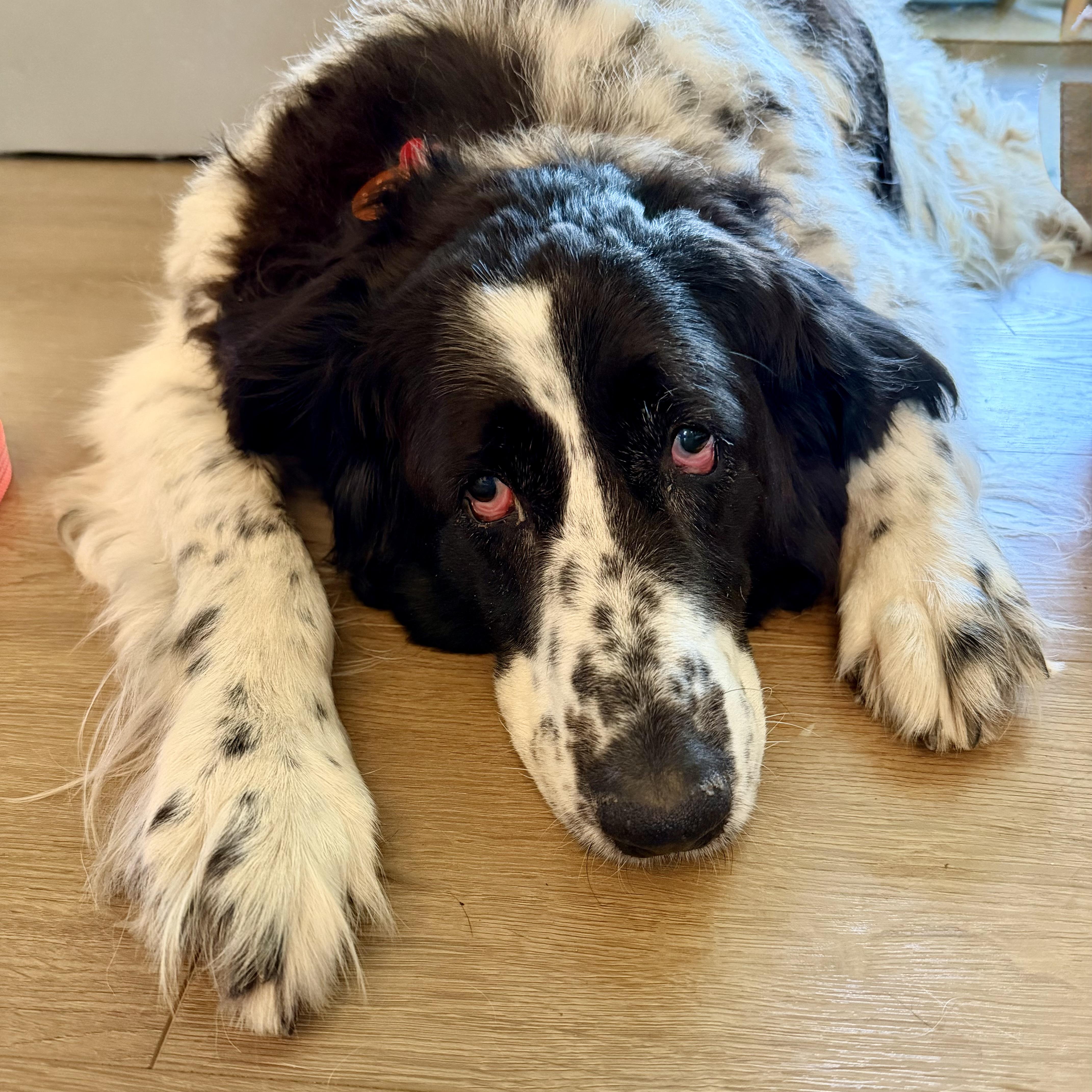 Enlarge Daisy, a ADOPTABLE mixed breed in Prior Lake, MN image 6/6