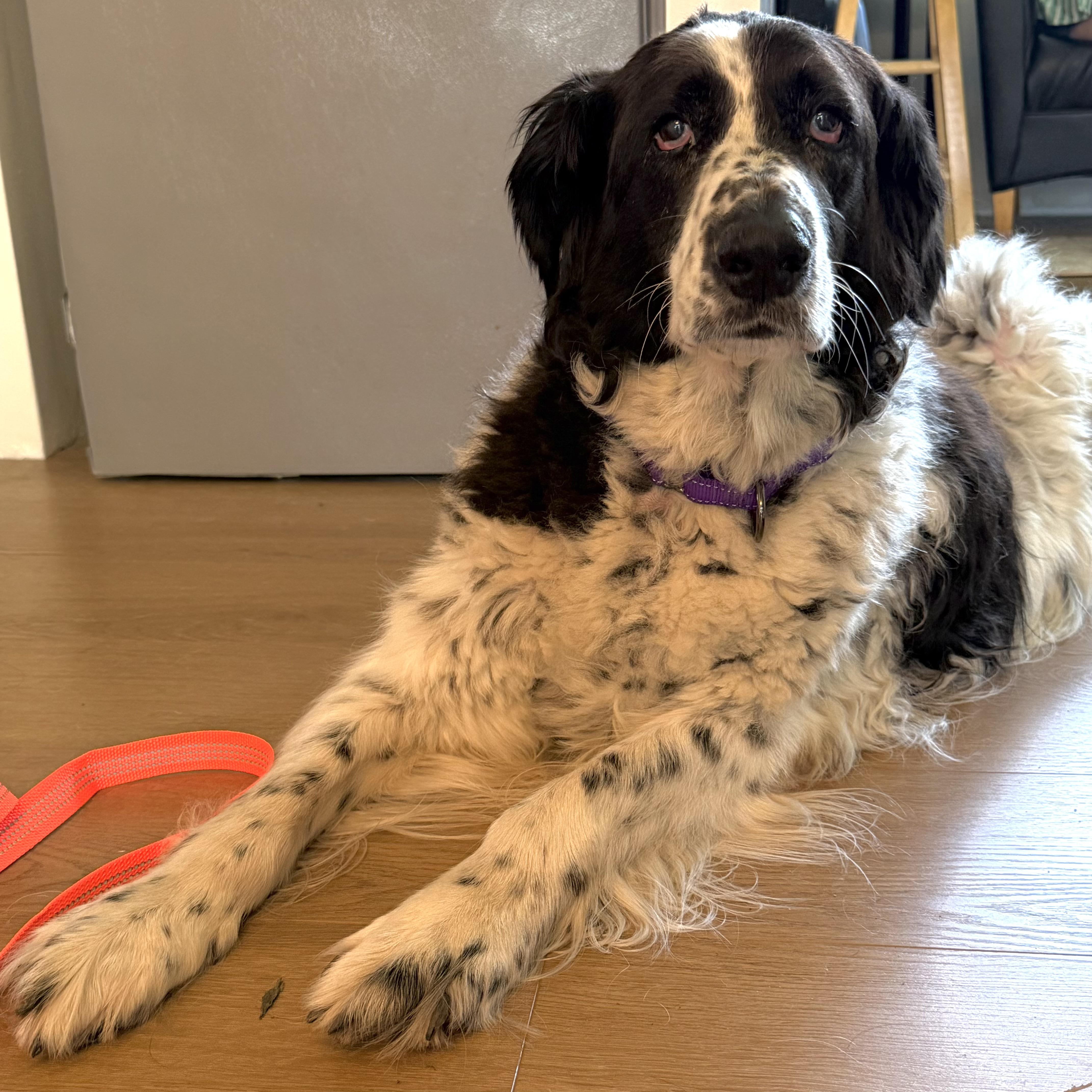 Enlarge Daisy, a ADOPTABLE mixed breed in Prior Lake, MN image 4/6