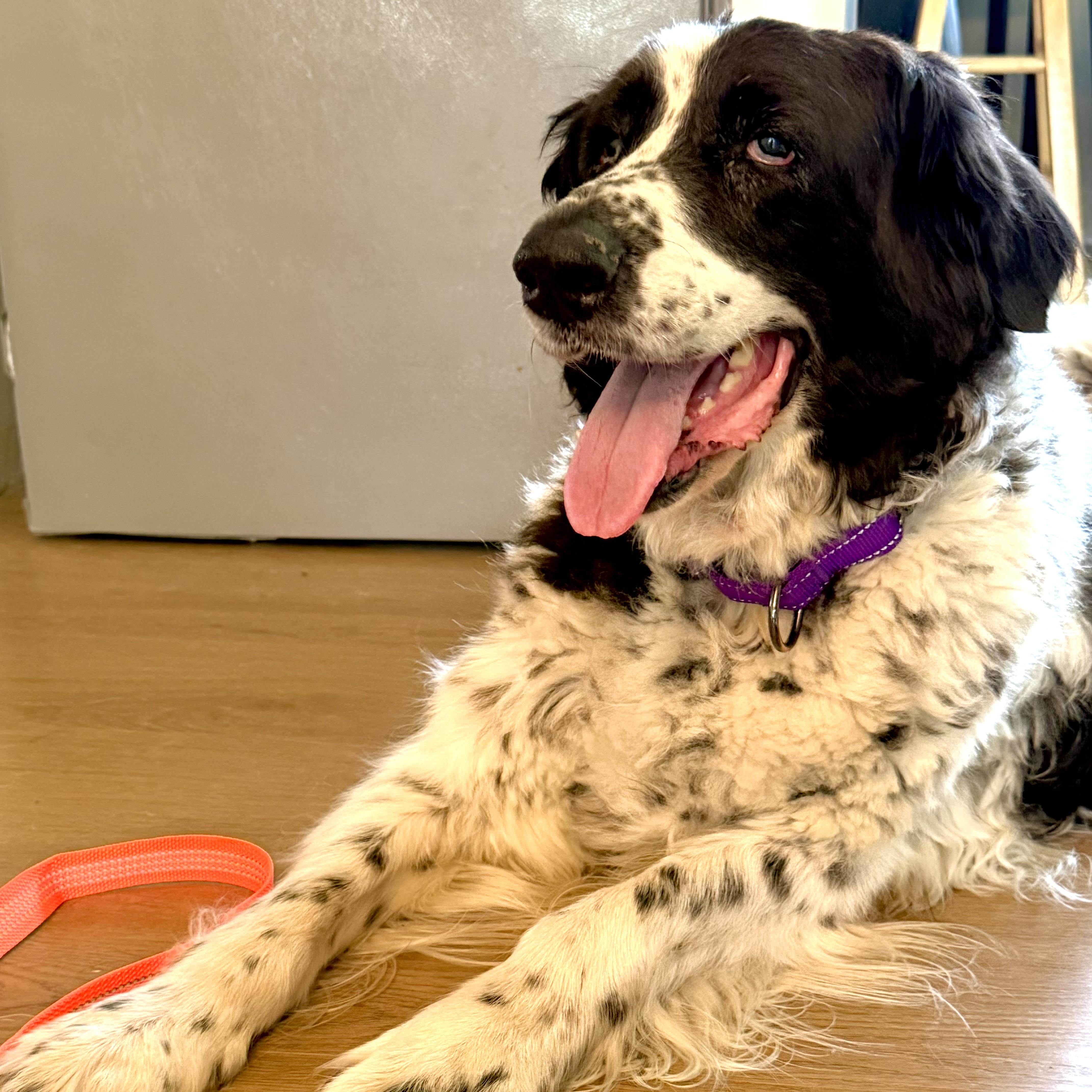Enlarge Daisy, a ADOPTABLE mixed breed in Prior Lake, MN image 3/6