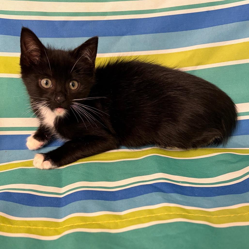 Enlarge Admiral Apple Pie, a Adoptable Domestic Short Hair in Long Beach, CA image 1/6
