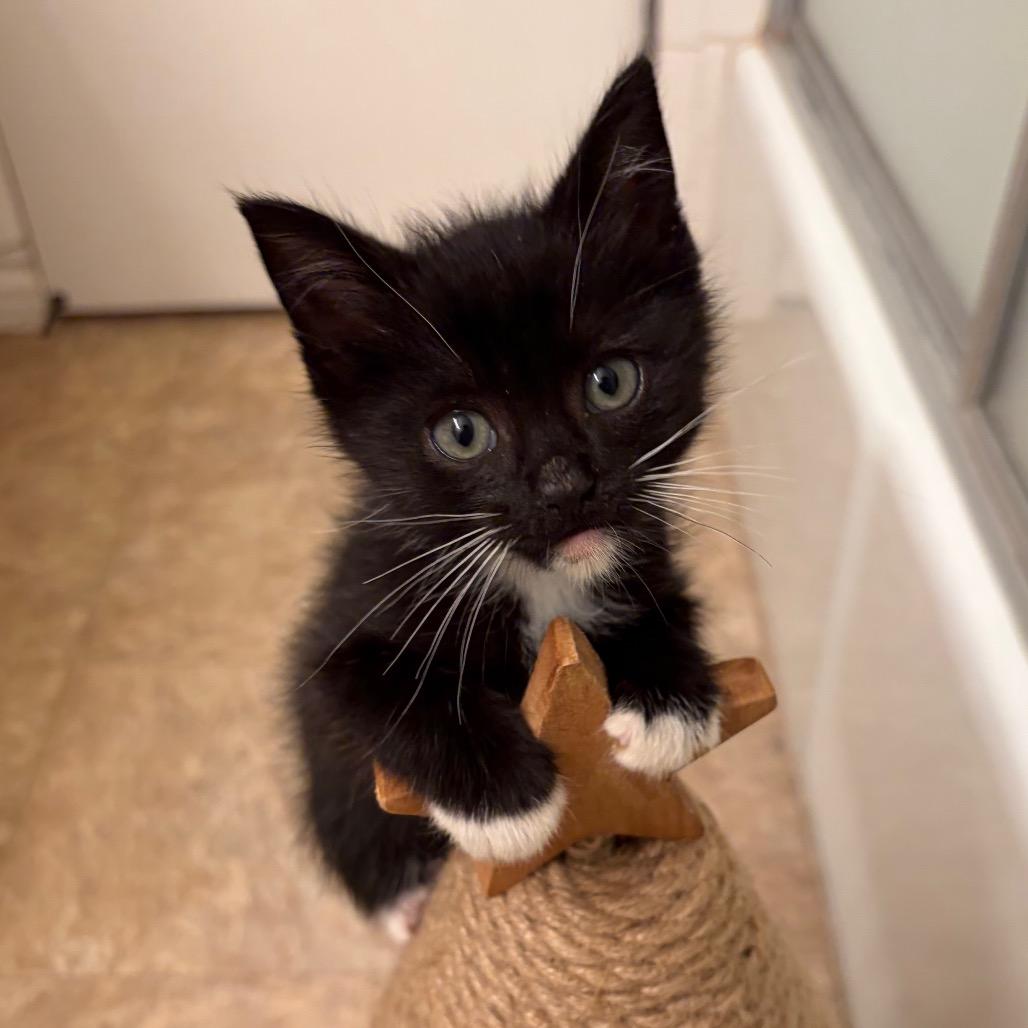 Enlarge Admiral Apple Pie, a Adoptable Domestic Short Hair in Long Beach, CA image 2/6