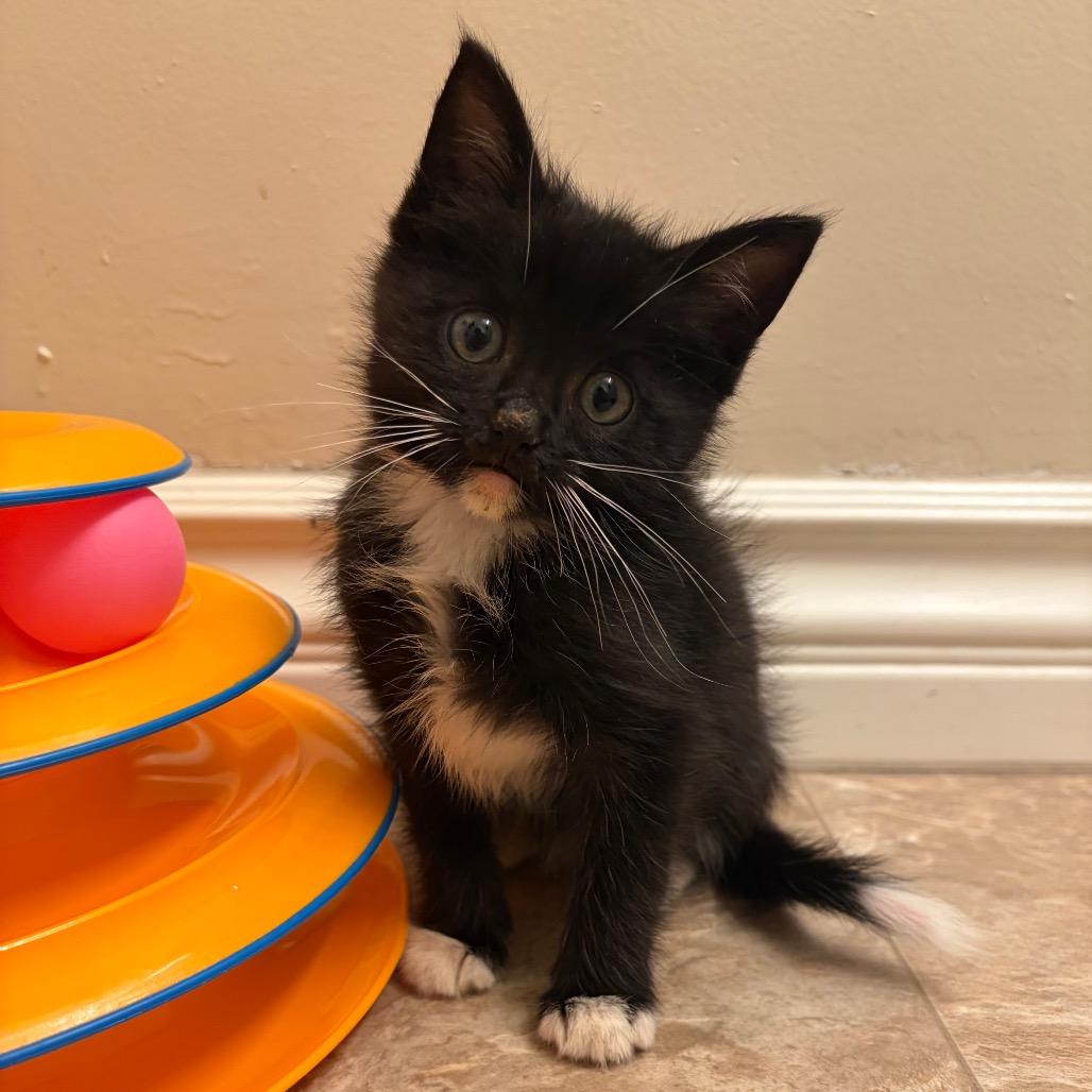 Enlarge Admiral Apple Pie, a Adoptable Domestic Short Hair in Long Beach, CA image 3/6