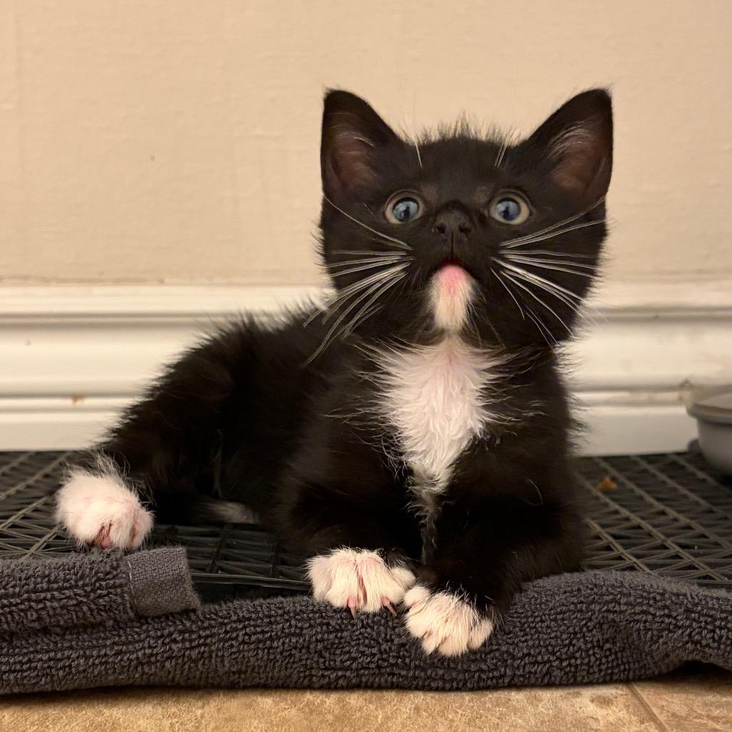 Enlarge Admiral Apple Pie, a Adoptable Domestic Short Hair in Long Beach, CA image 4/6