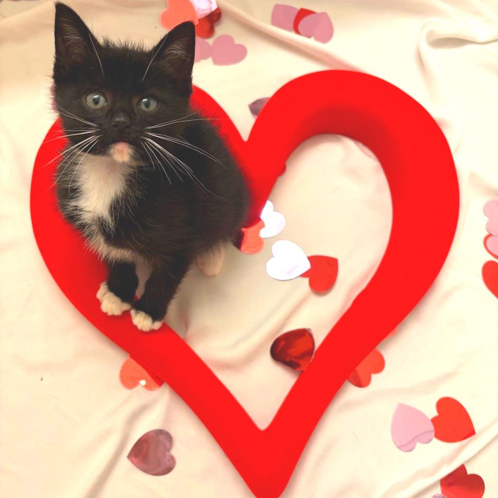 Enlarge Admiral Apple Pie, a Adoptable Domestic Short Hair in Long Beach, CA image 6/6