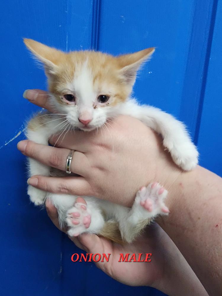 Onion, a Adopted Domestic Short Hair in Evansville, IN image 1/2