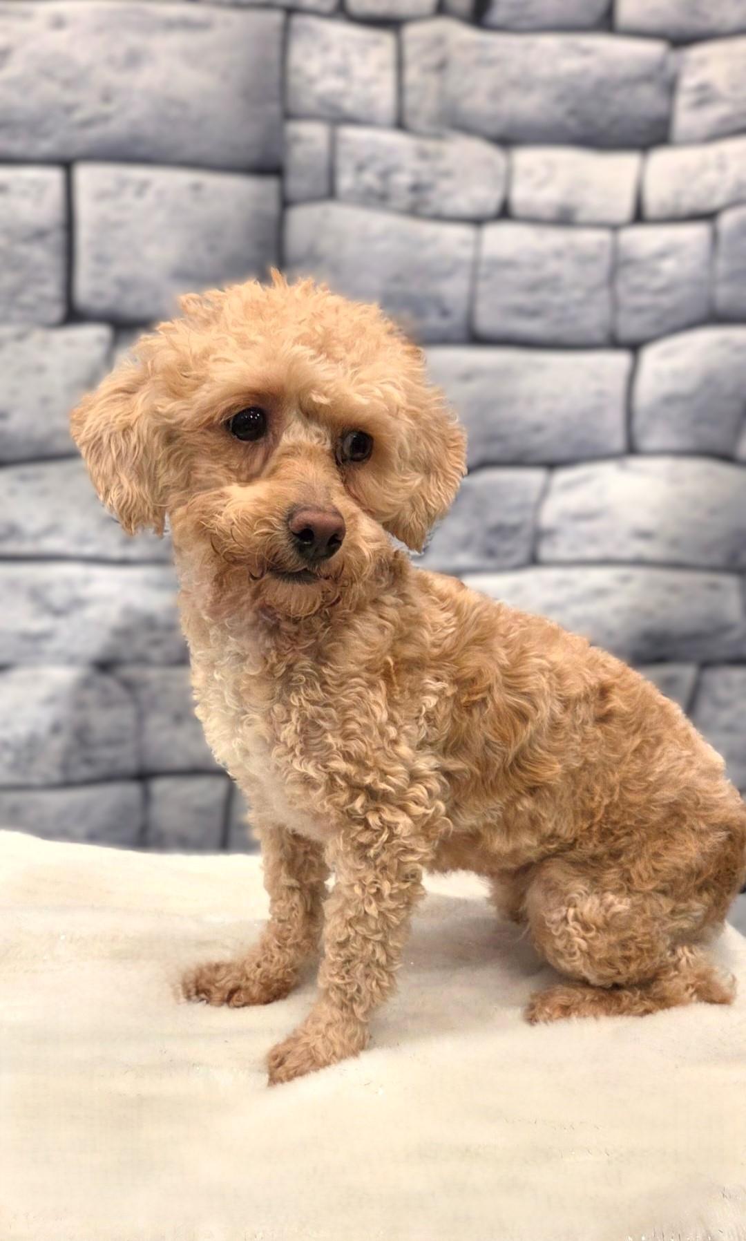 Enlarge Honey, a ADOPTABLE mixed breed in Bridgeton, MO image 3/4