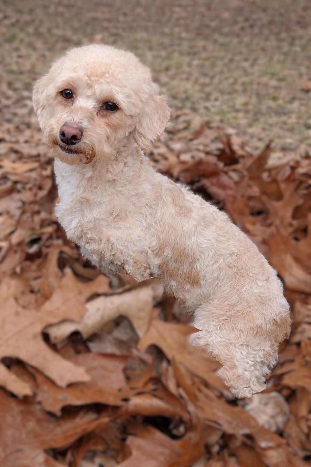 Enlarge Honey, a ADOPTABLE mixed breed in Bridgeton, MO image 2/4