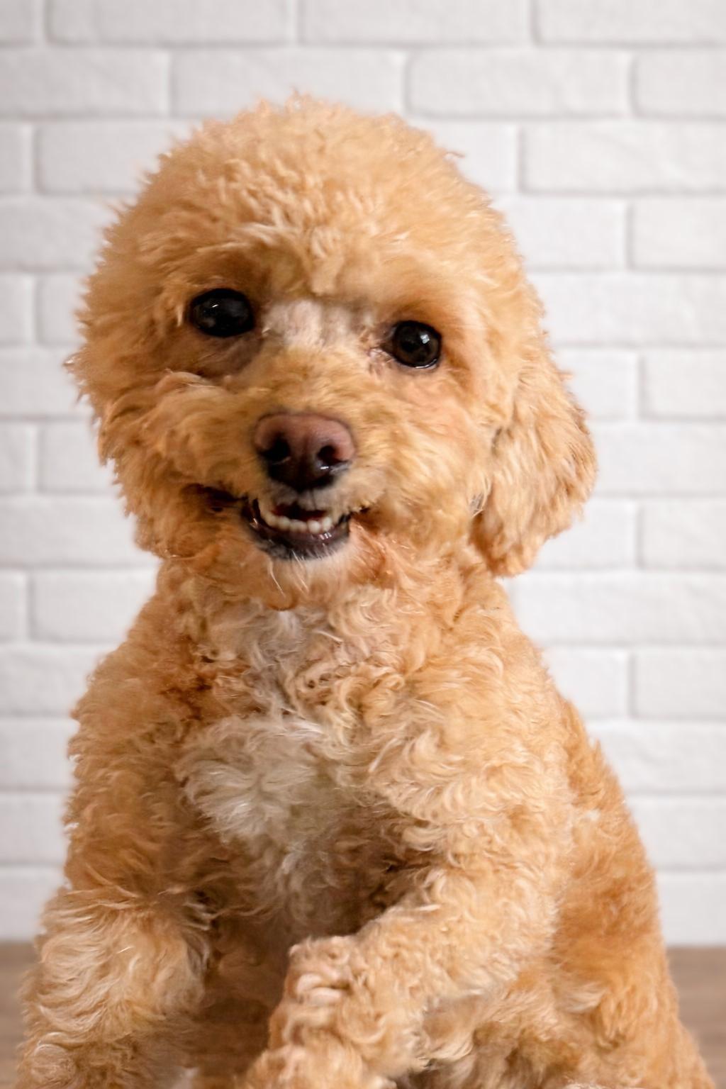 Enlarge Honey, a ADOPTABLE mixed breed in Bridgeton, MO image 1/4