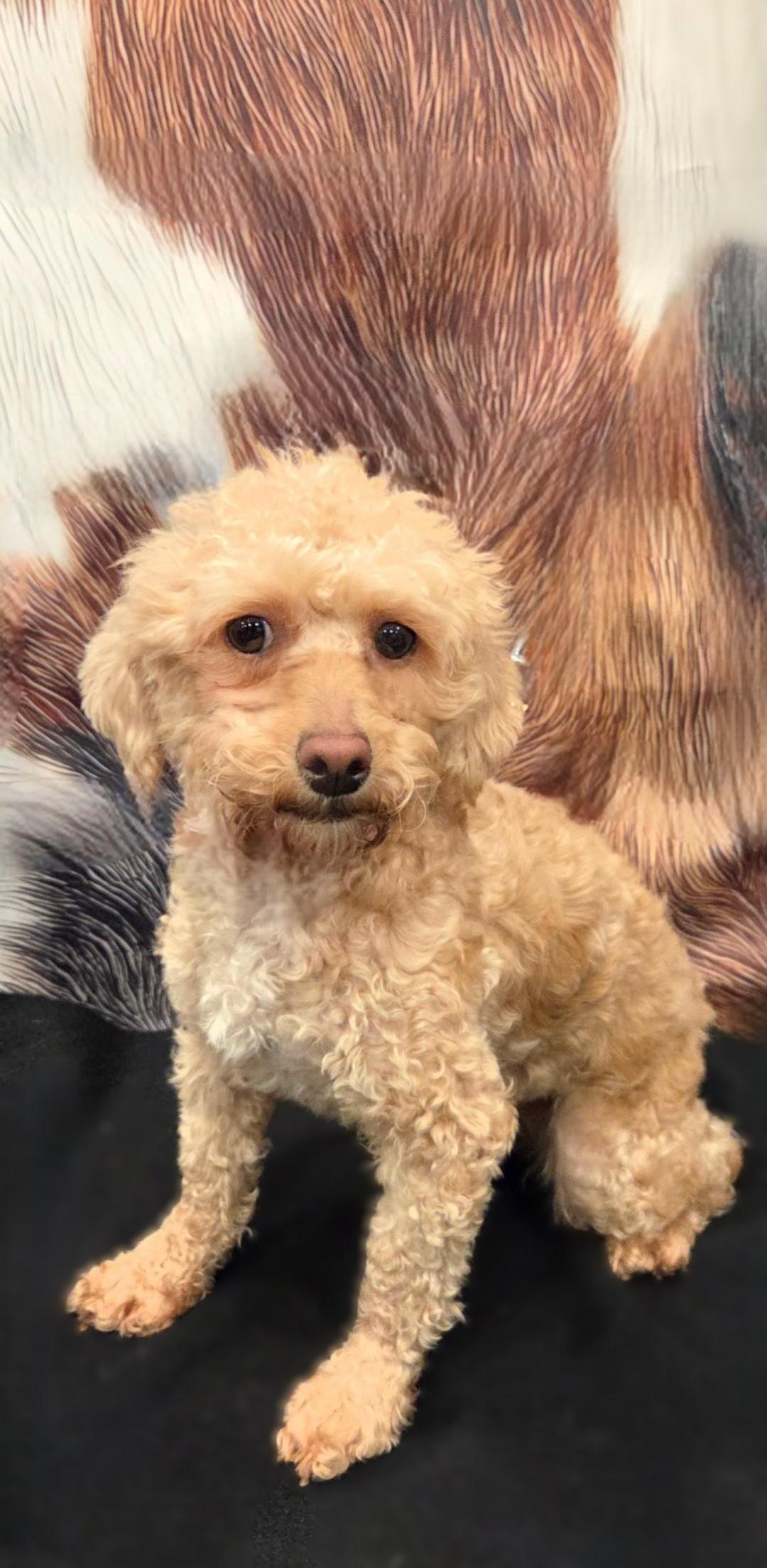 Enlarge Honey, a ADOPTABLE mixed breed in Bridgeton, MO image 4/4