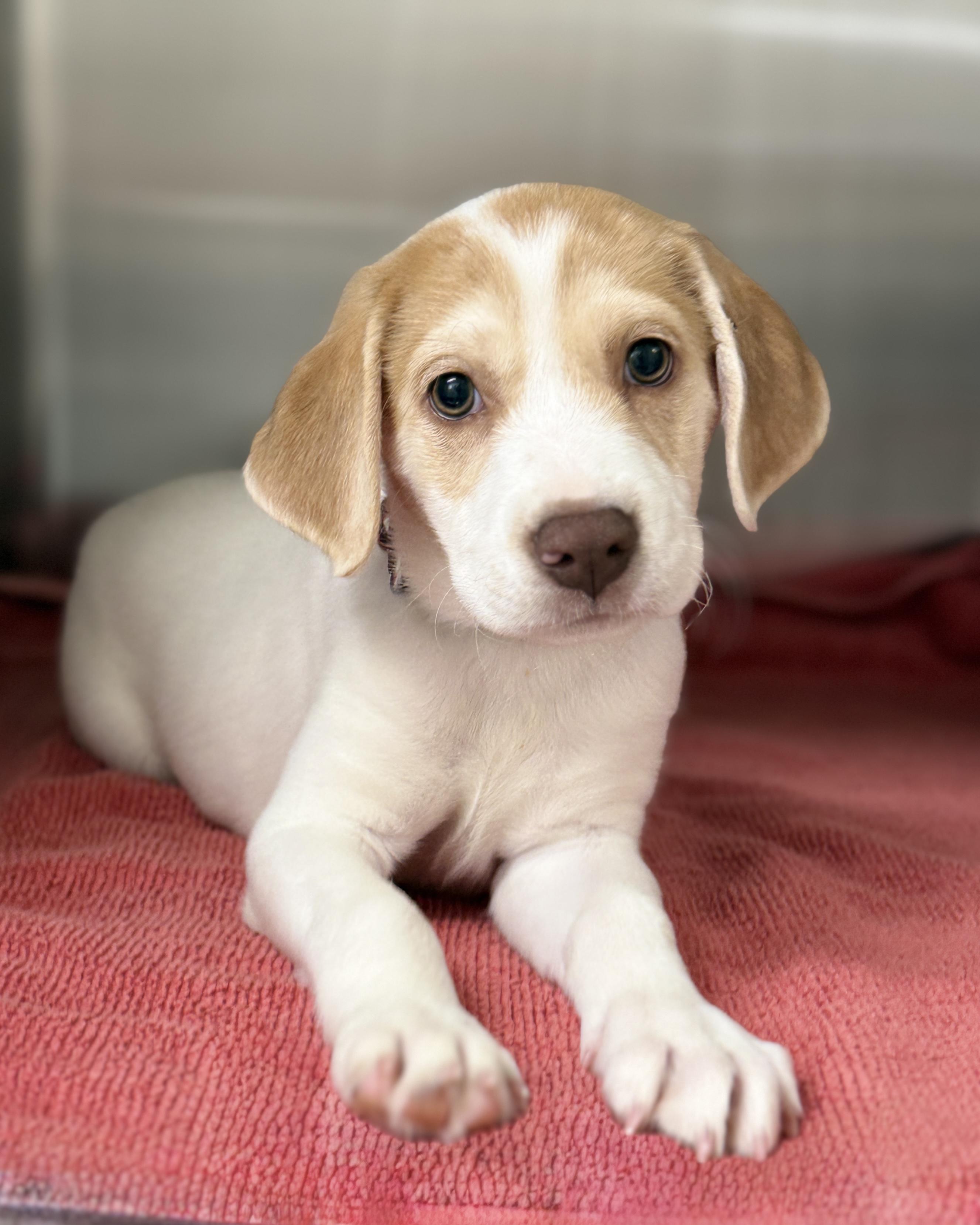 Enlarge Pickles, an adopted mixed breed in Pawleys Island, SC image 1/2