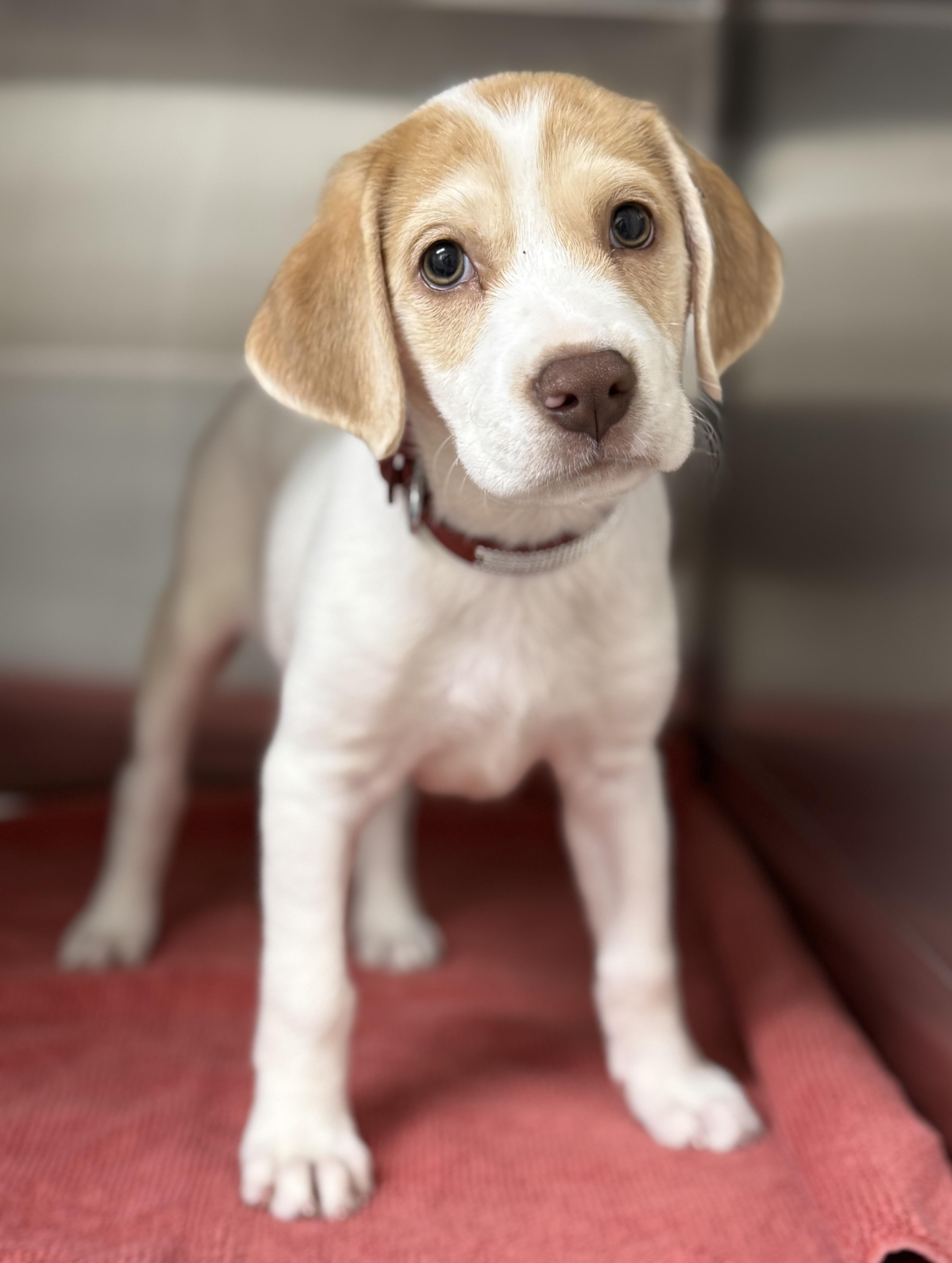 Enlarge Pickles, an adopted mixed breed in Pawleys Island, SC image 2/2
