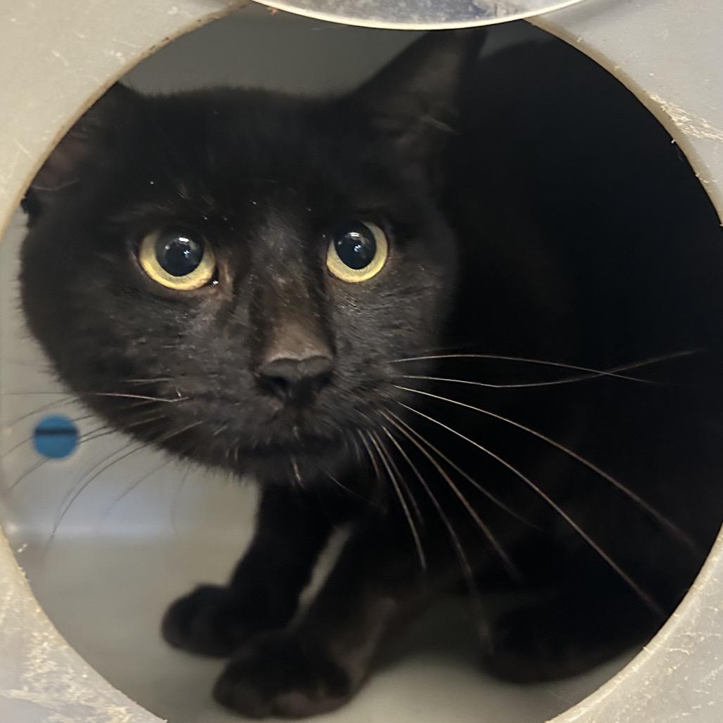 Enlarge Binxy, a Adoptable Domestic Short Hair in Webster, TX image 1/4