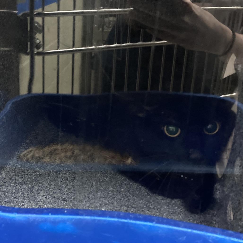 Enlarge Binxy, a Adoptable Domestic Short Hair in Webster, TX image 2/4