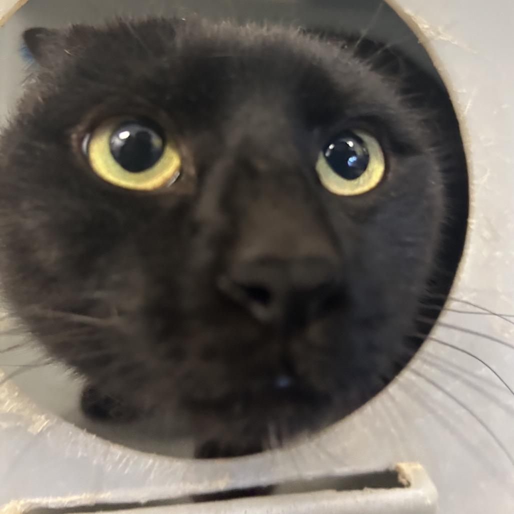 Enlarge Binxy, a Adoptable Domestic Short Hair in Webster, TX image 3/4