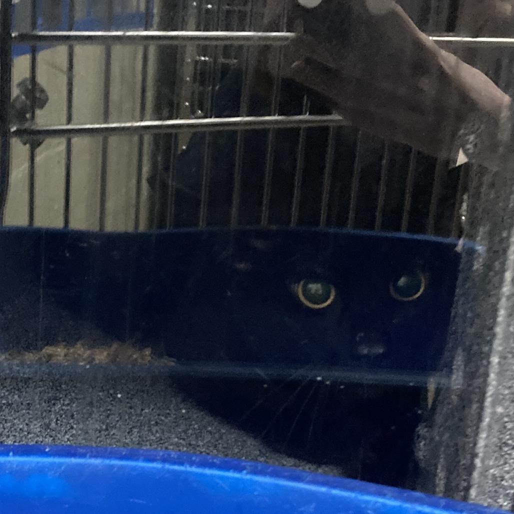 Enlarge Binxy, a Adoptable Domestic Short Hair in Webster, TX image 4/4