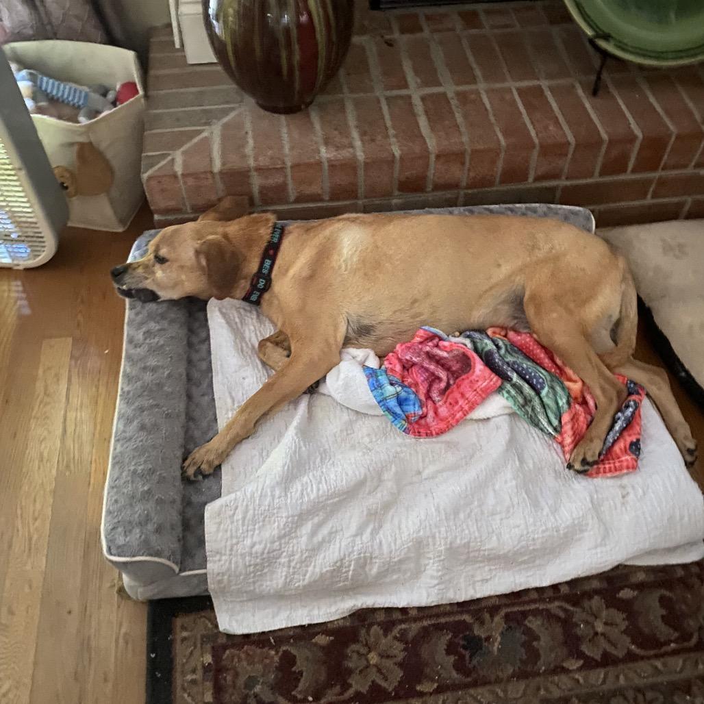 Nate, a Adoptable Rhodesian Ridgeback in Austell, GA image 2/6