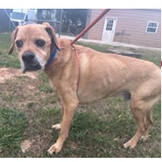 Nate, Adoptable, Senior Male Rhodesian Ridgeback.