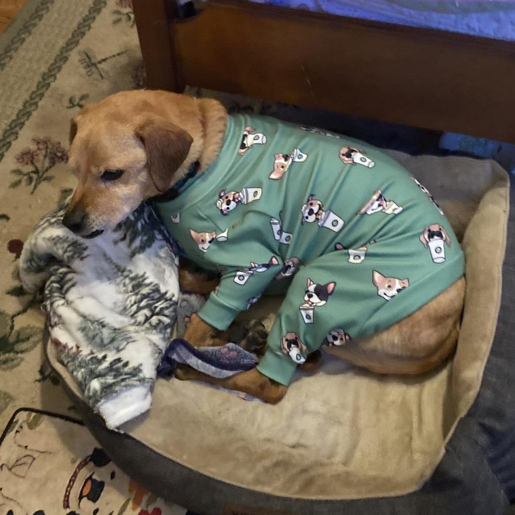 Nate, a Adoptable Rhodesian Ridgeback in Austell, GA image 6/6