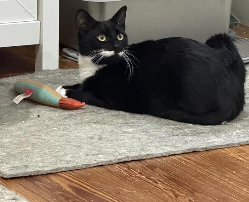 Enlarge Nova & Cosmo (bonded pair), a Adoptable Domestic Short Hair in Alexandria, VA image 5/6