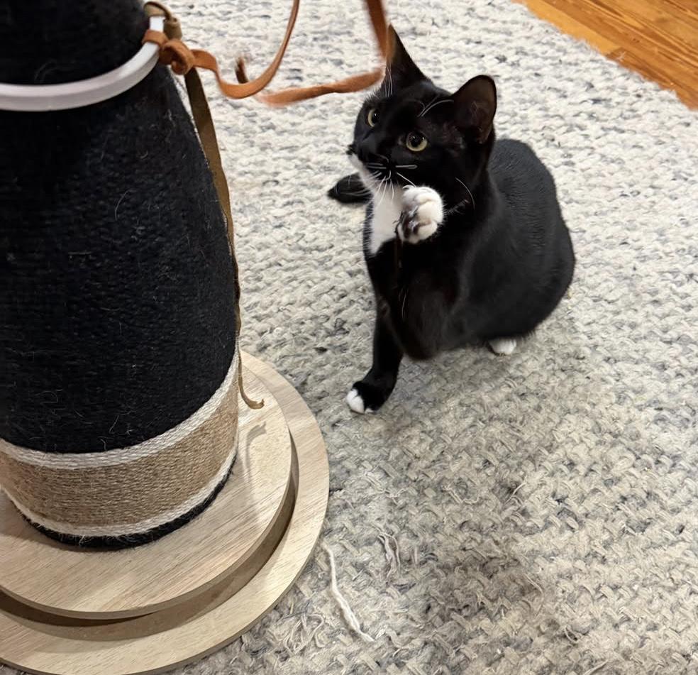 Enlarge Nova & Cosmo (bonded pair), a Adoptable Domestic Short Hair in Alexandria, VA image 6/6