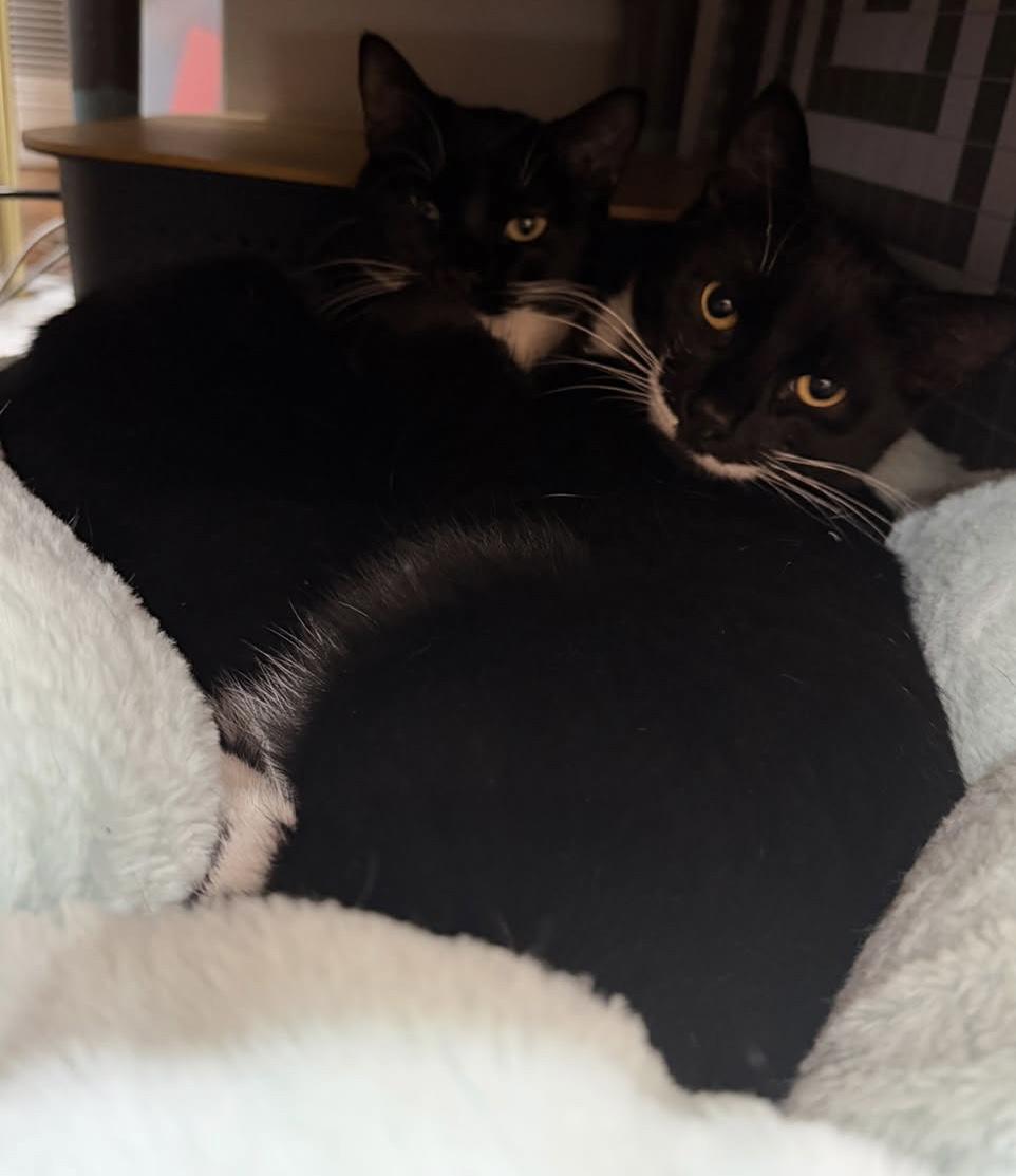 Enlarge Nova & Cosmo (bonded pair), a Adoptable Domestic Short Hair in Alexandria, VA image 2/6