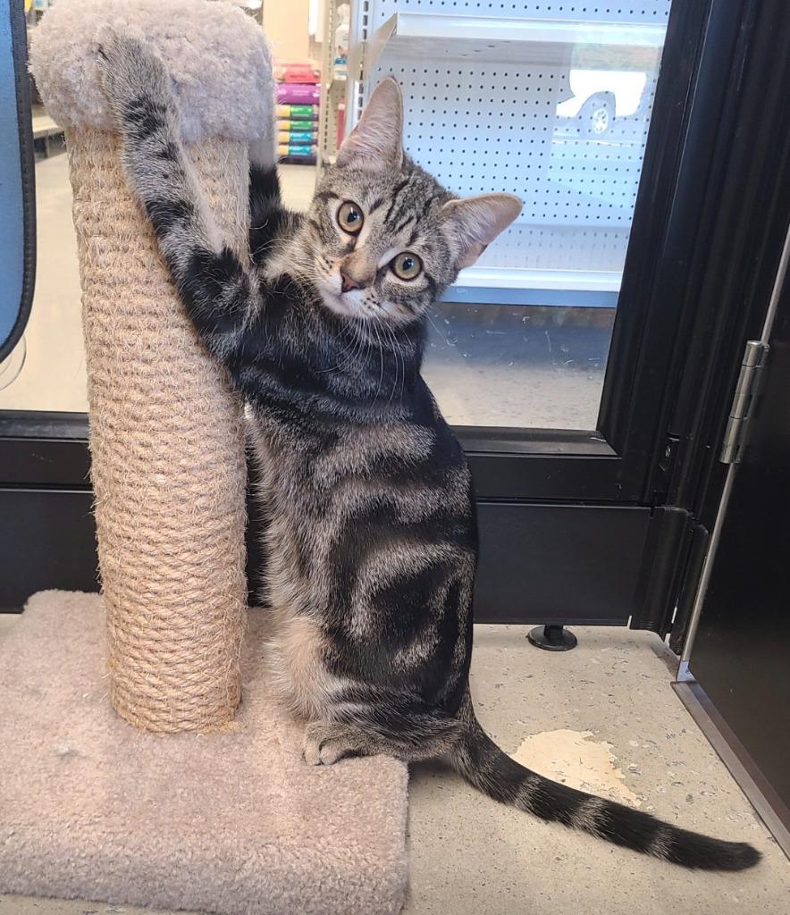 Enlarge Curie, a Adoptable mixed breed in Madison, GA image 1/1