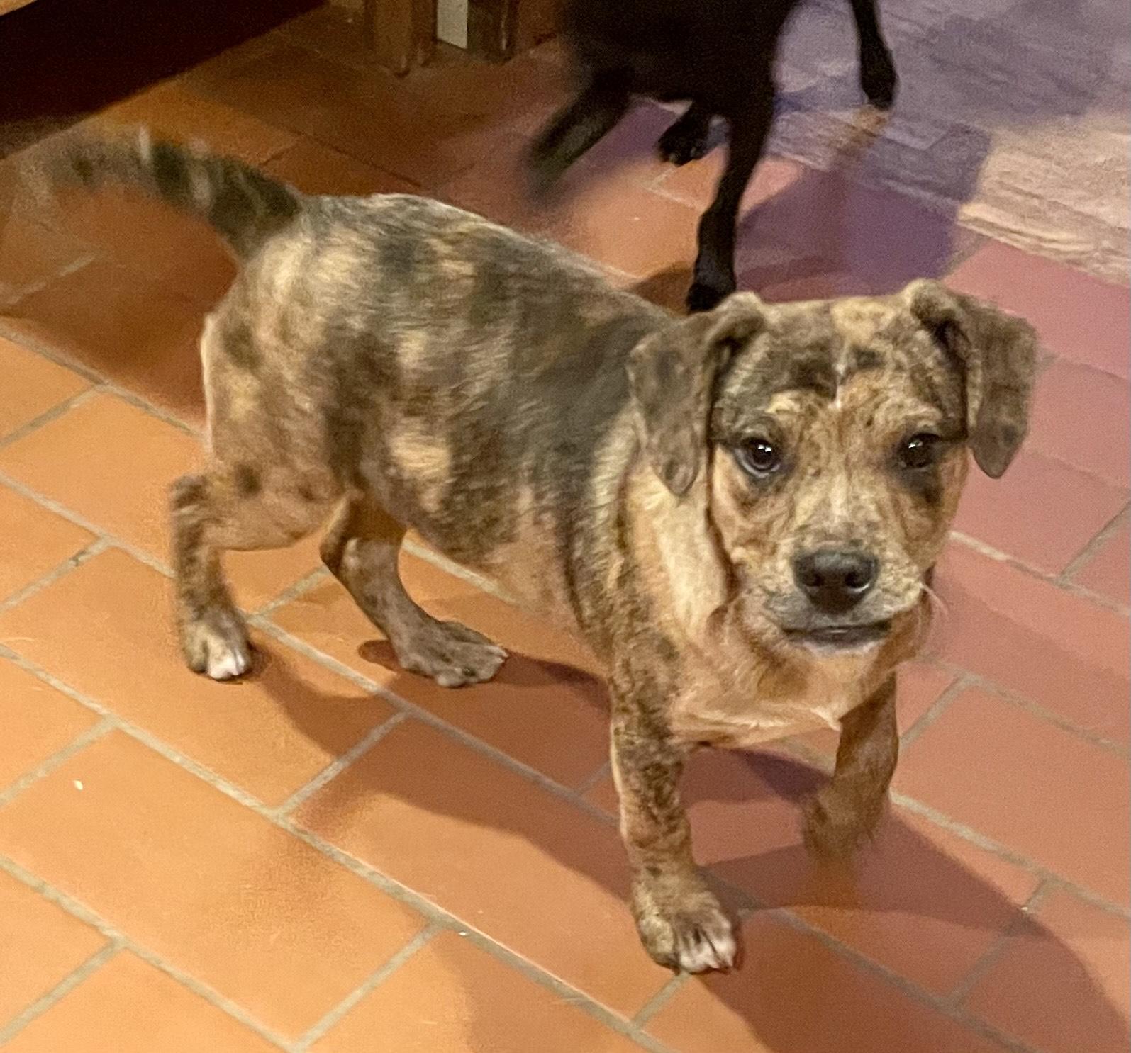 Elliot, a ADOPTABLE mixed breed in MORAVIAN FALLS, NC image 5/5