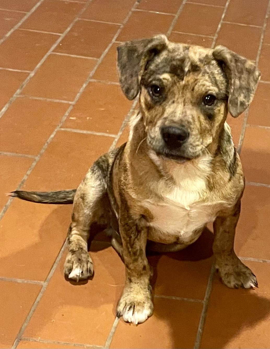 Elliot, ADOPTABLE, Puppy Male American Bully & Chihuahua.