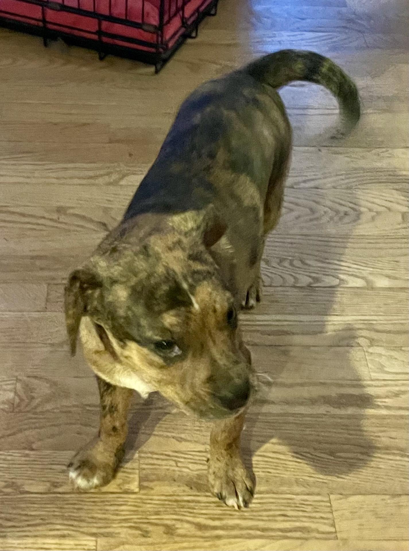 Elliot, a ADOPTABLE mixed breed in MORAVIAN FALLS, NC image 3/5