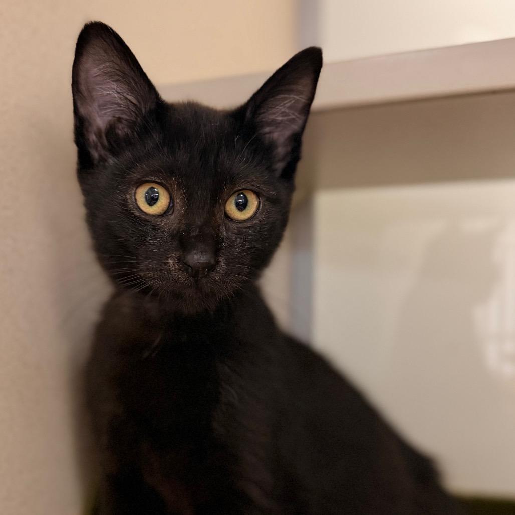 Henrietta — thumbnail 2