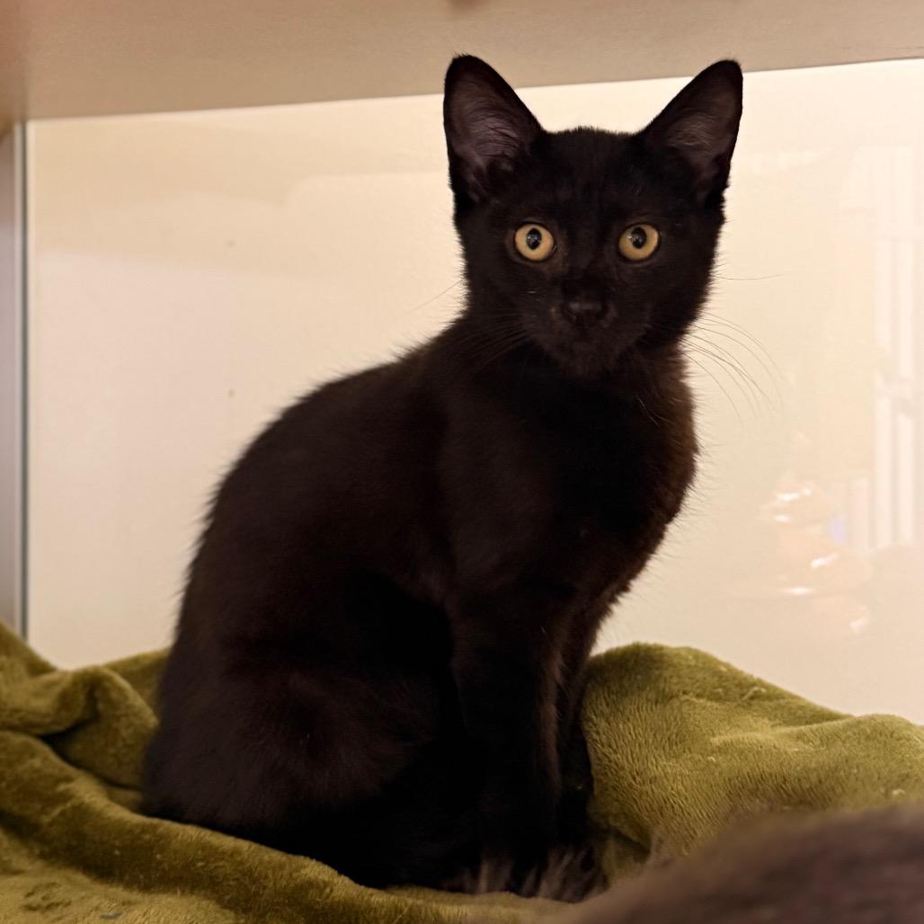 Henrietta — thumbnail 3