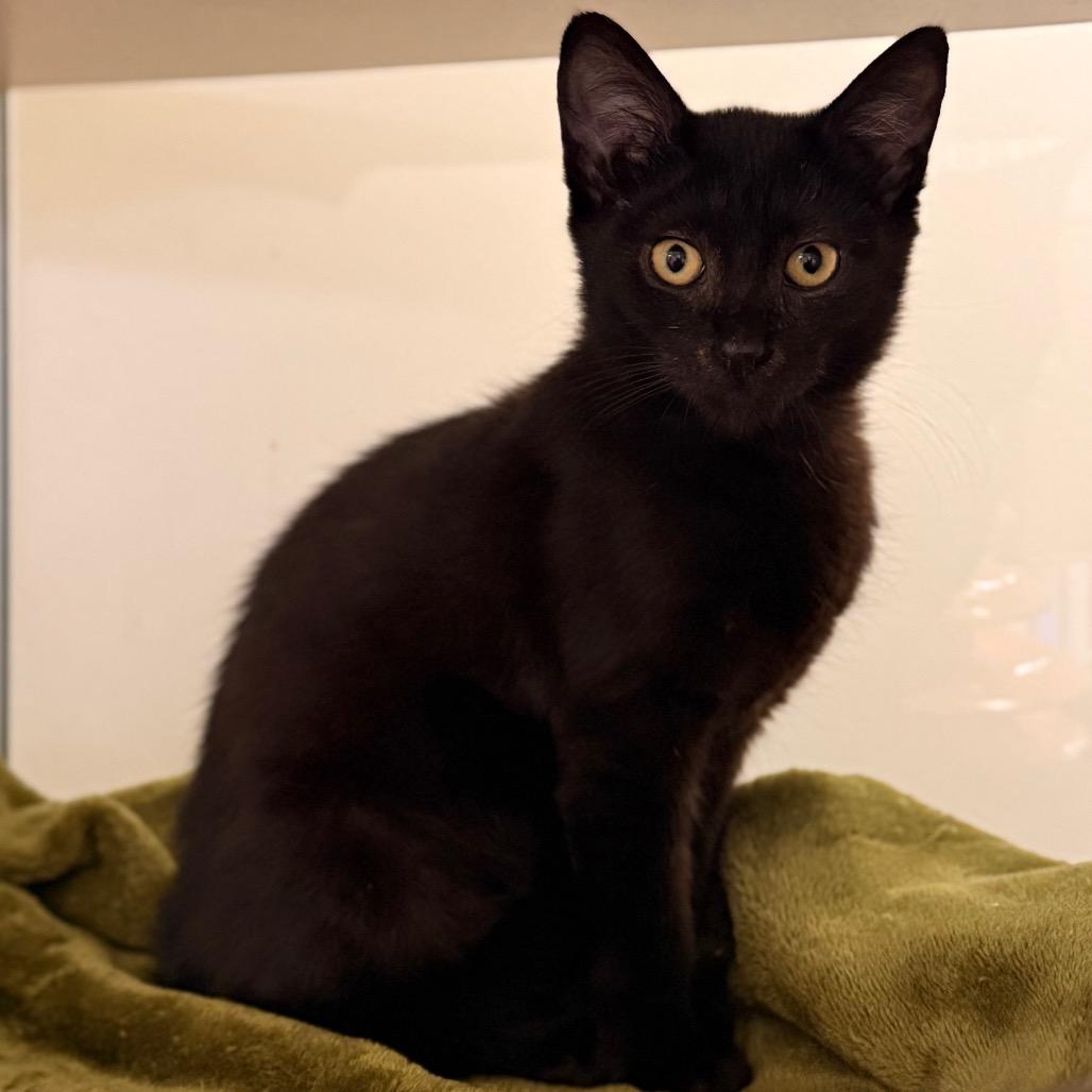 Henrietta — thumbnail 4