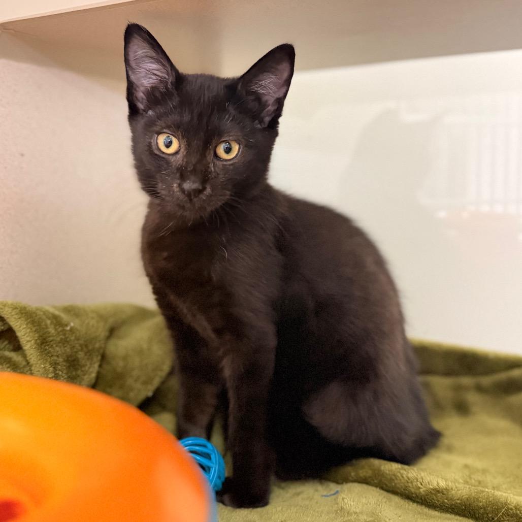 Henrietta — thumbnail 5