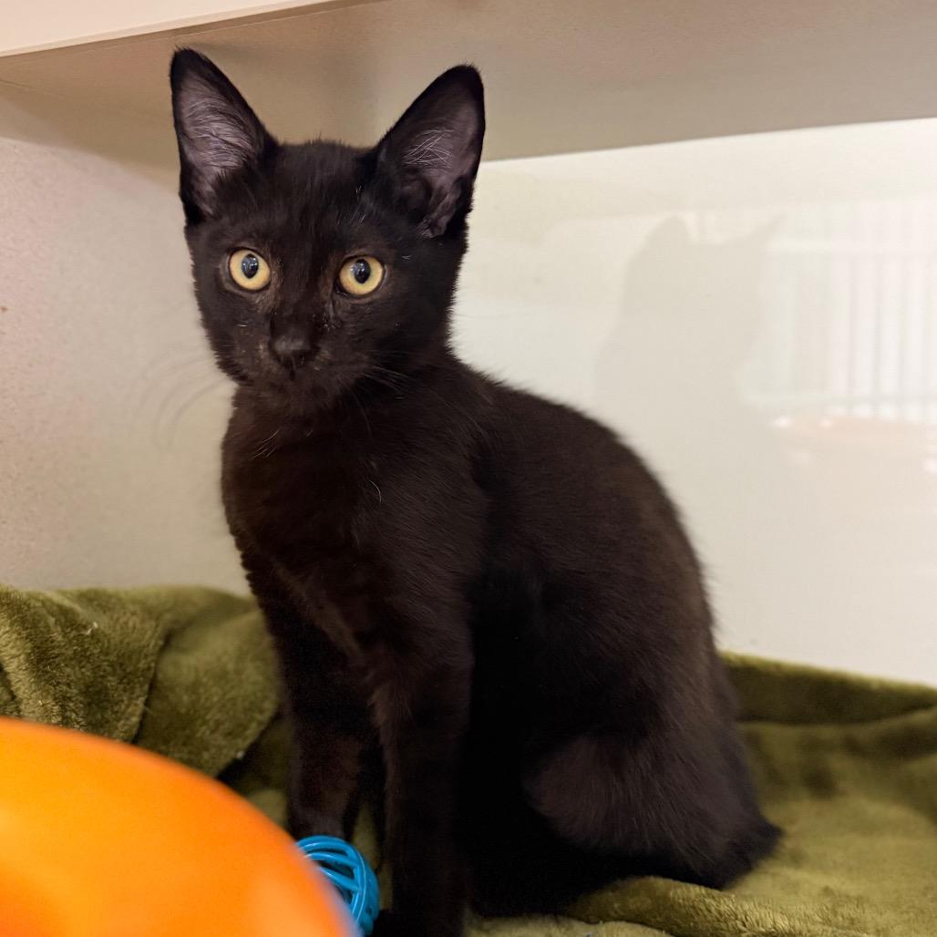 Henrietta — thumbnail 6