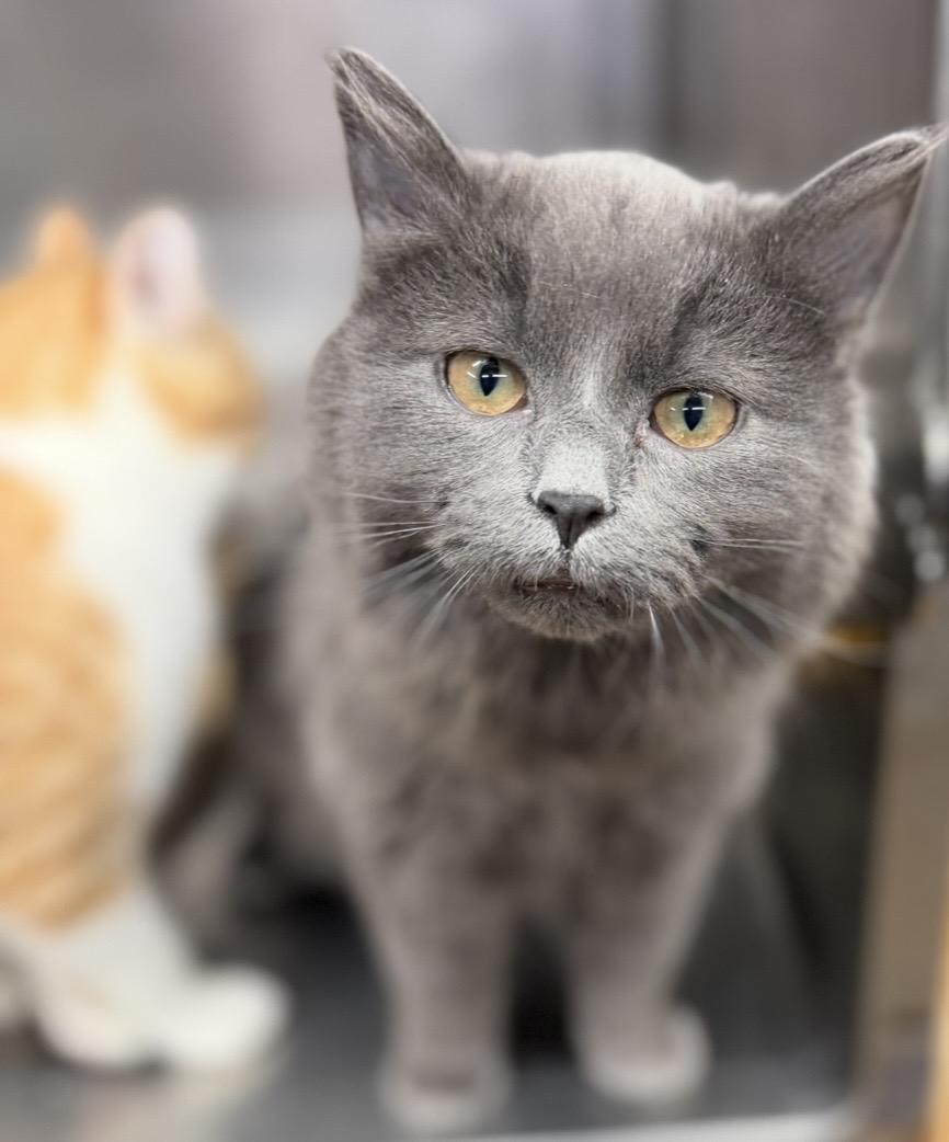 Storm, Adoptable, Kitten Male Domestic Short Hair.