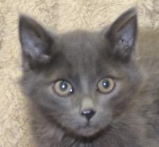 Storm, Adoptable, Kitten Male Domestic Short Hair.