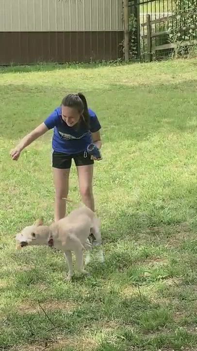 Enlarge Casper, a Adopted mixed breed video 6/11