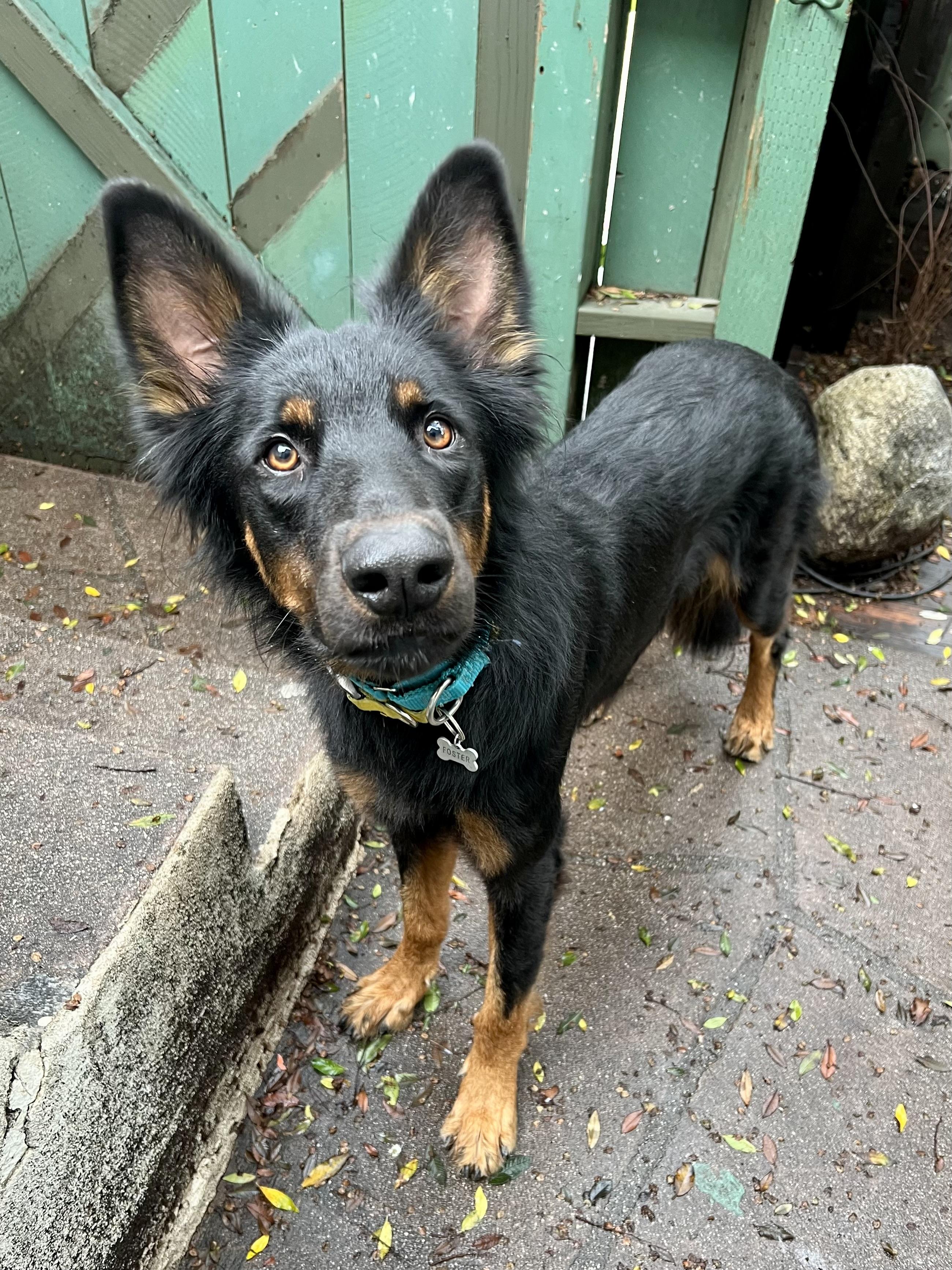 Sly, Adoptable, Young Male German Shepherd Dog & Gordon Setter.