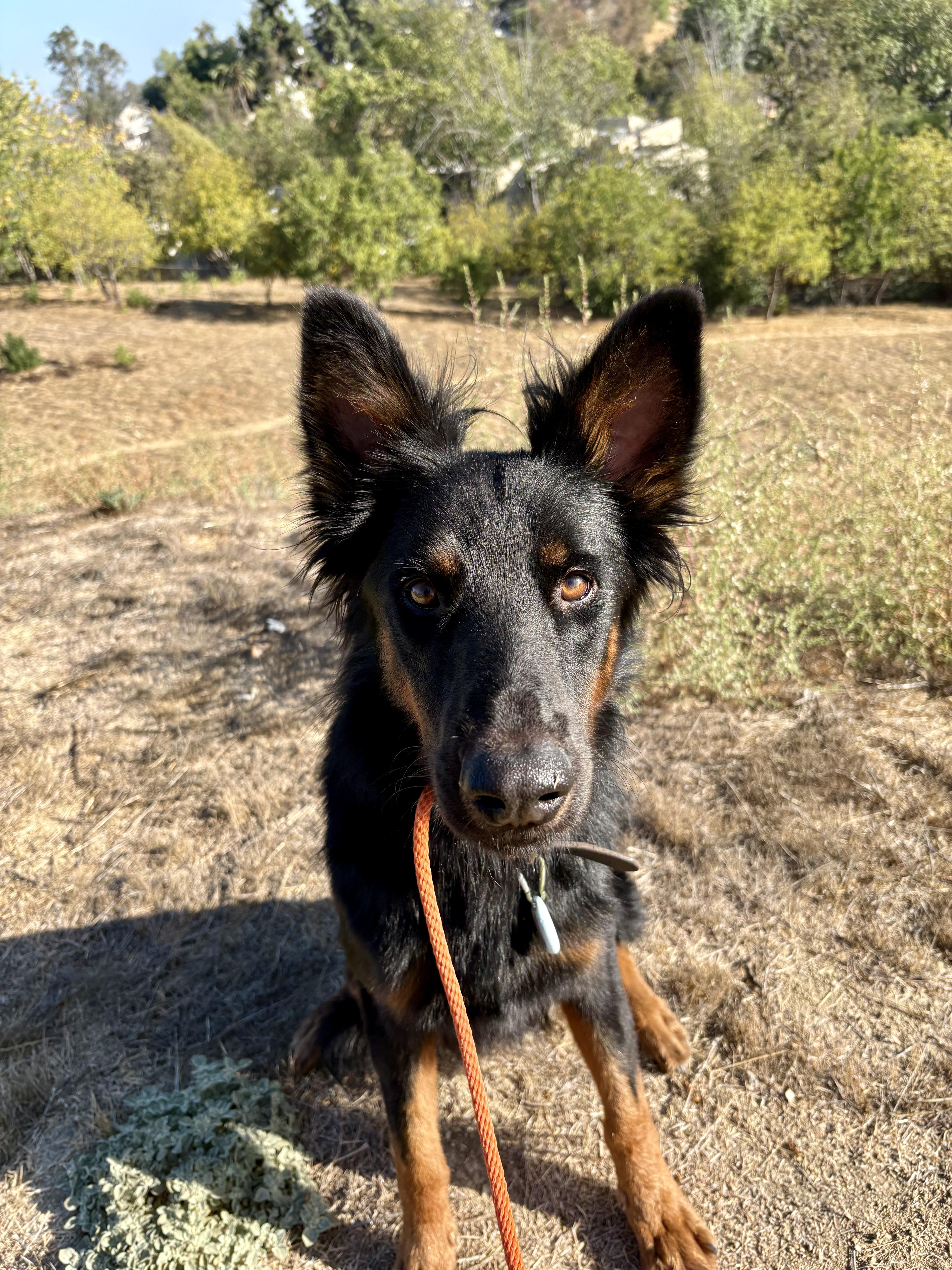 Enlarge Sly, a Adoptable mixed breed in Los Angeles, CA image 3/6