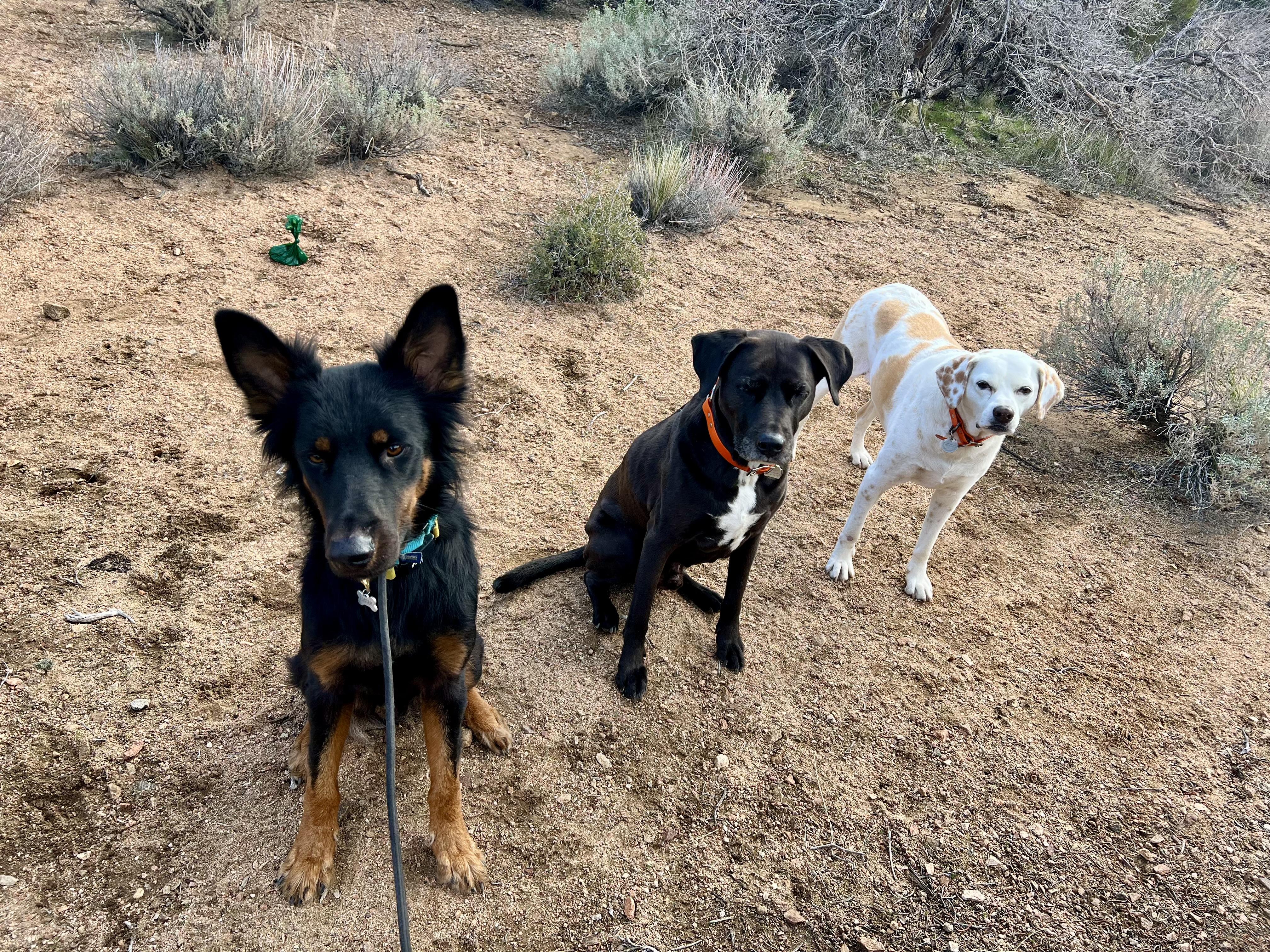 Enlarge Sly, a Adoptable mixed breed in Los Angeles, CA image 4/6