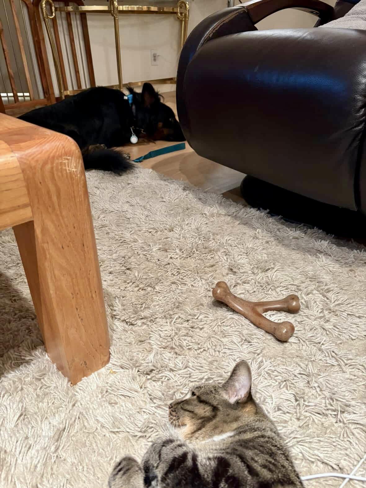 Enlarge Sly, a Adoptable mixed breed in Los Angeles, CA image 6/6