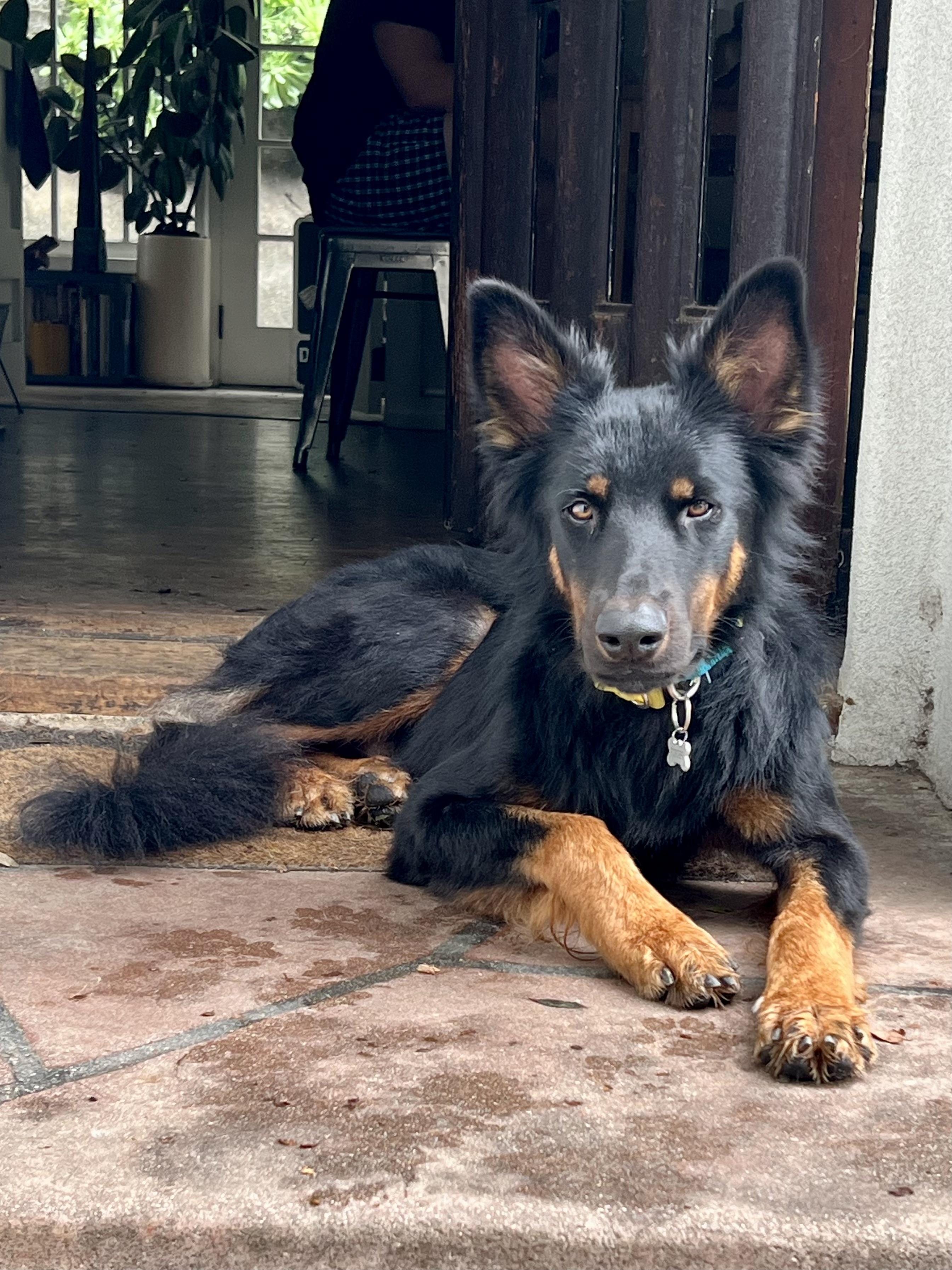 Enlarge Sly, a Adoptable mixed breed in Los Angeles, CA image 3/6