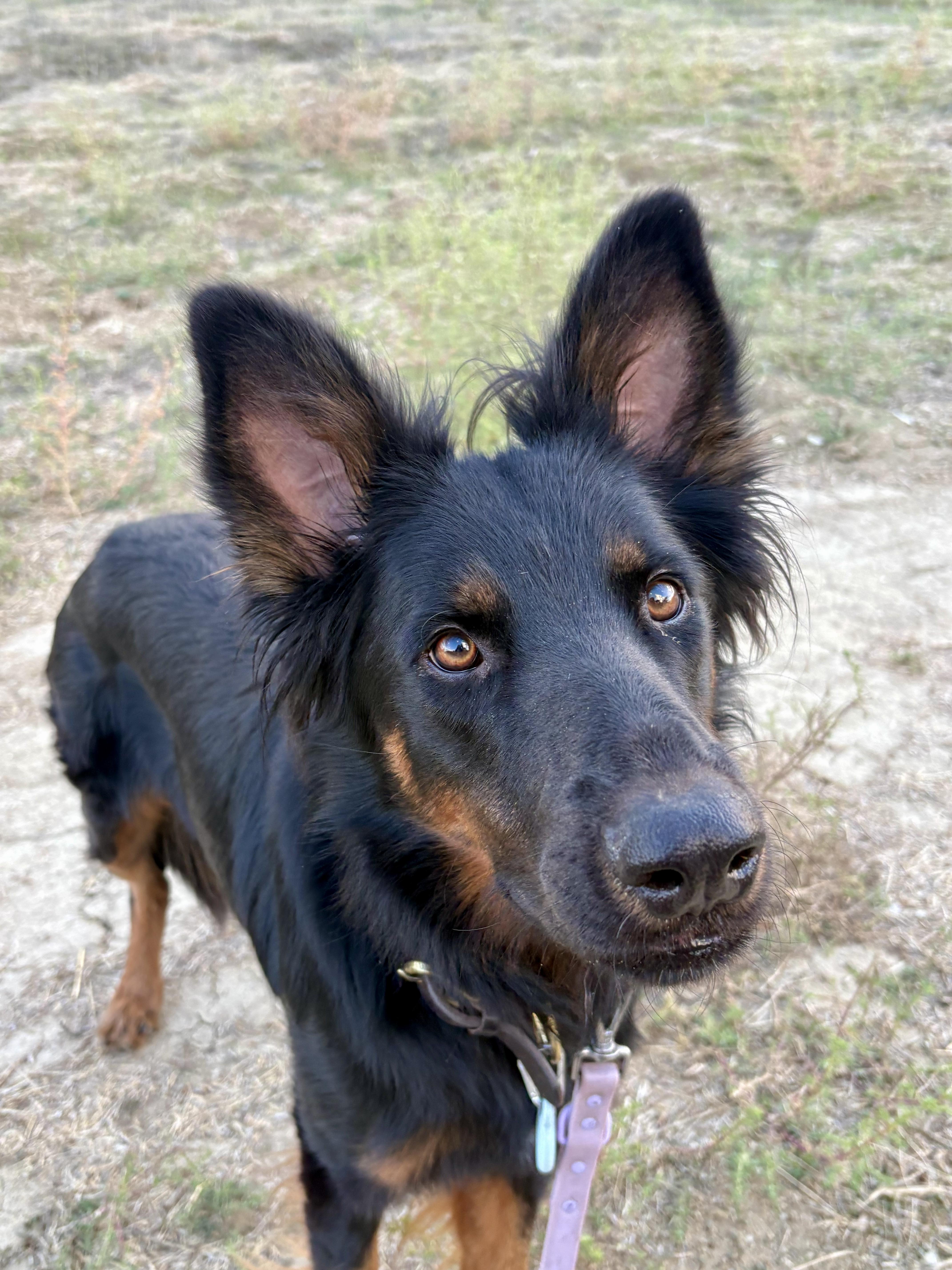 Sly, Adoptable, Young Male German Shepherd Dog & Gordon Setter.