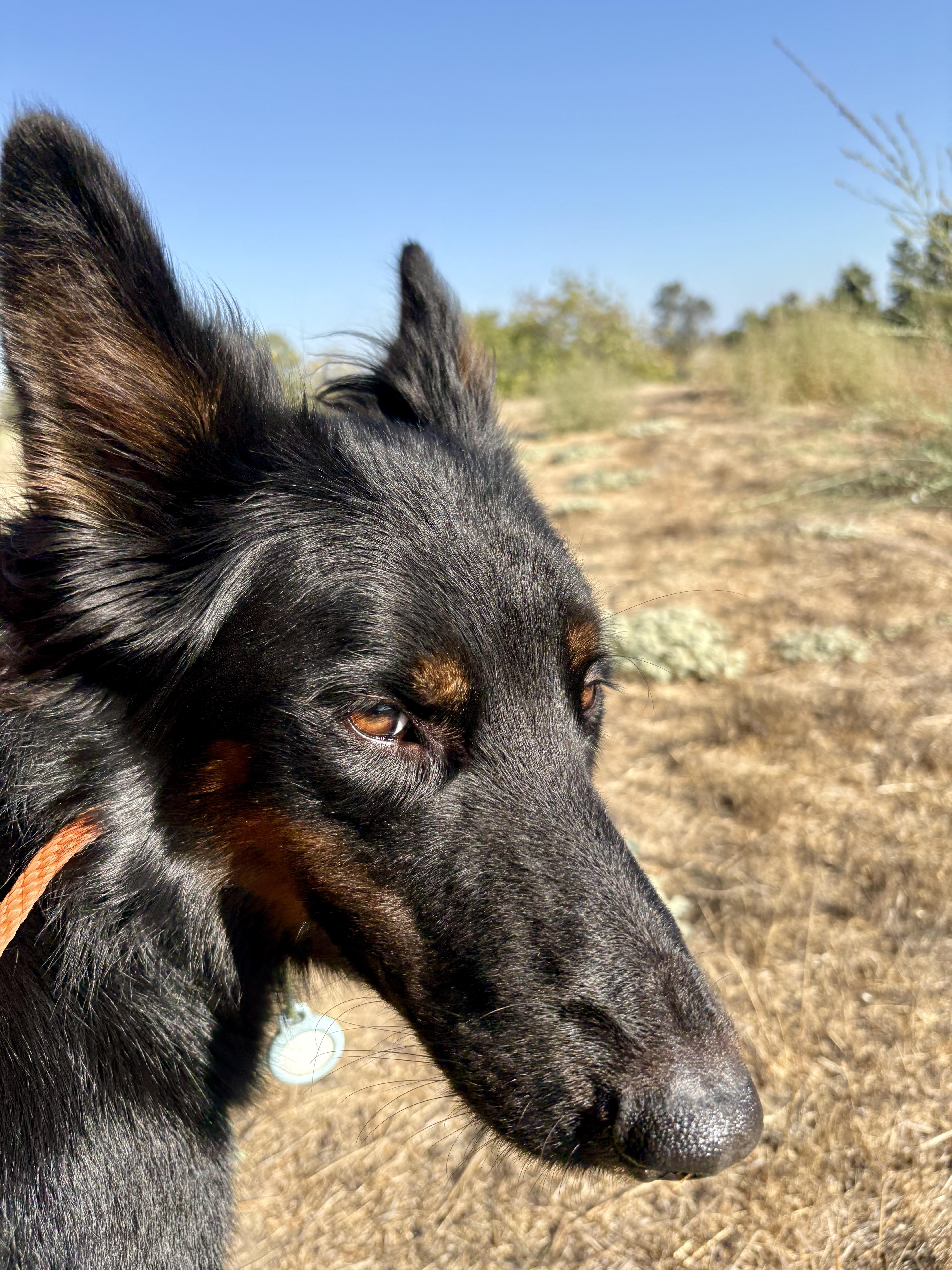 Enlarge Sly, a Adoptable mixed breed in Los Angeles, CA image 5/6