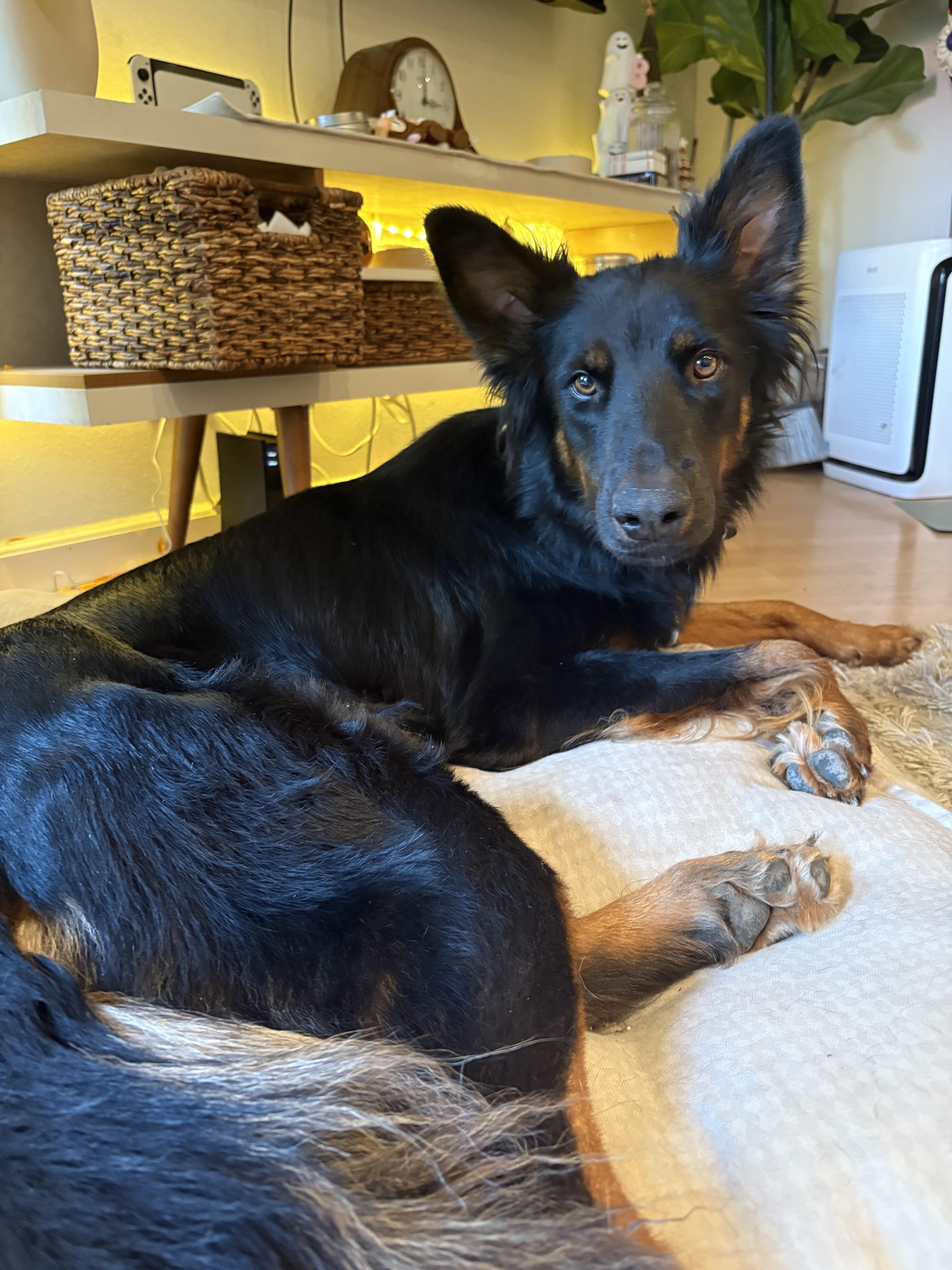 Enlarge Sly, a Adoptable mixed breed in Los Angeles, CA image 4/6