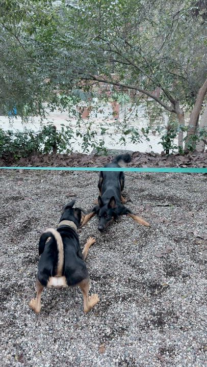 Enlarge Sly, a Adoptable mixed breed in Los Angeles, CA video 6/6