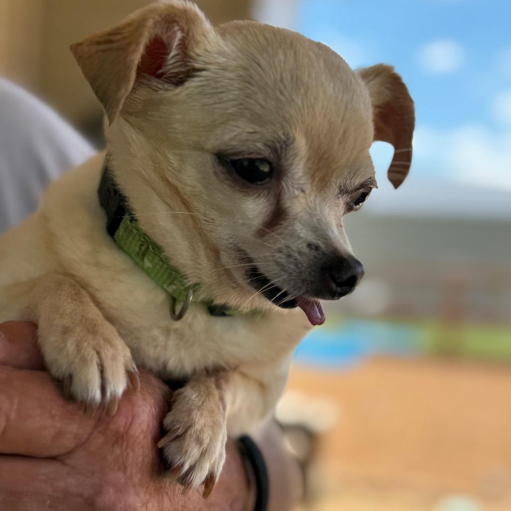 Ella, a Adoptable Chihuahua in Southside, TN image 1/6