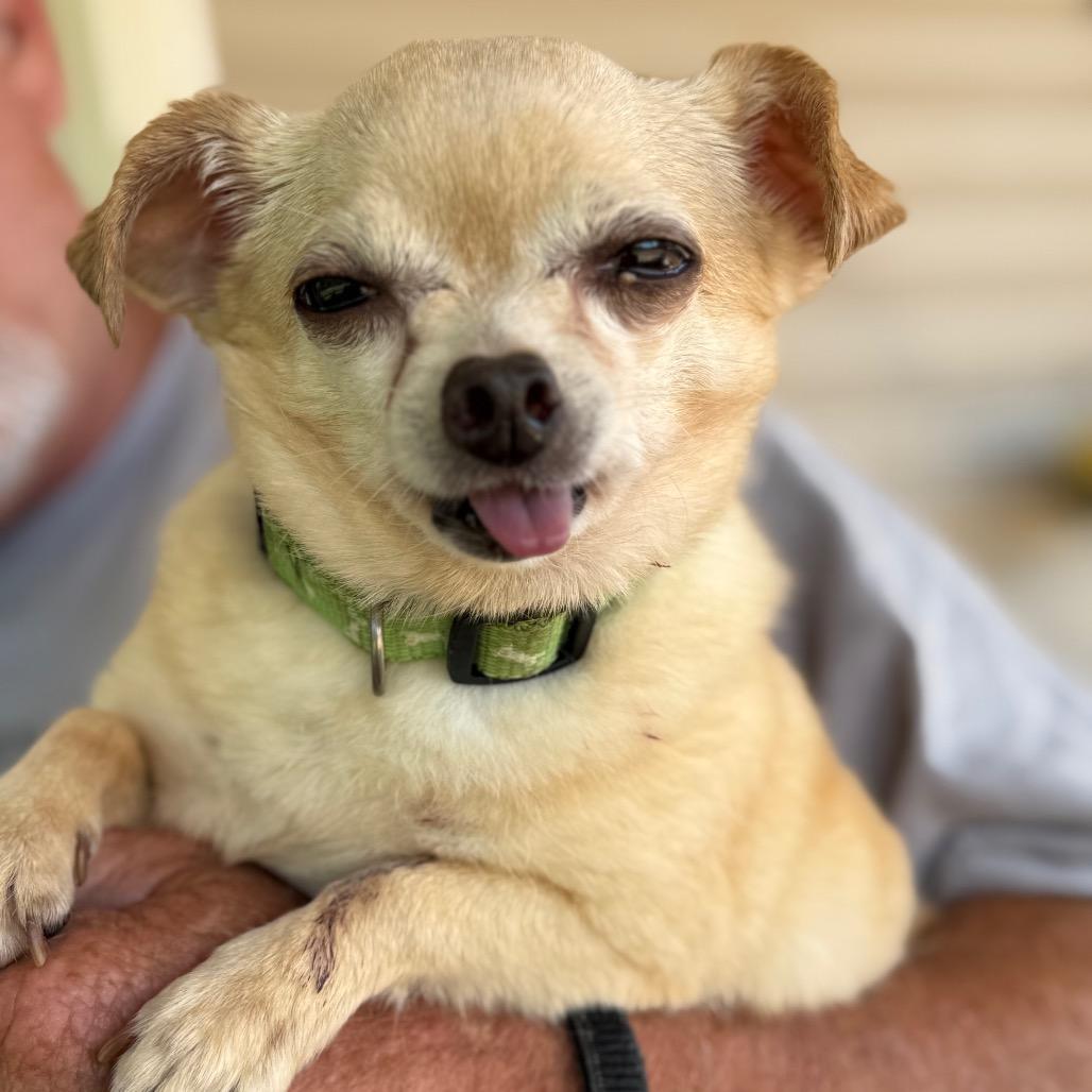 Ella, a Adoptable Chihuahua in Southside, TN image 2/6