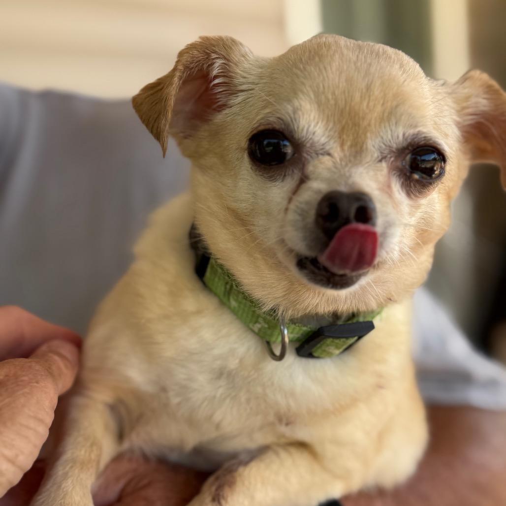 Ella, a Adoptable Chihuahua in Southside, TN image 3/6