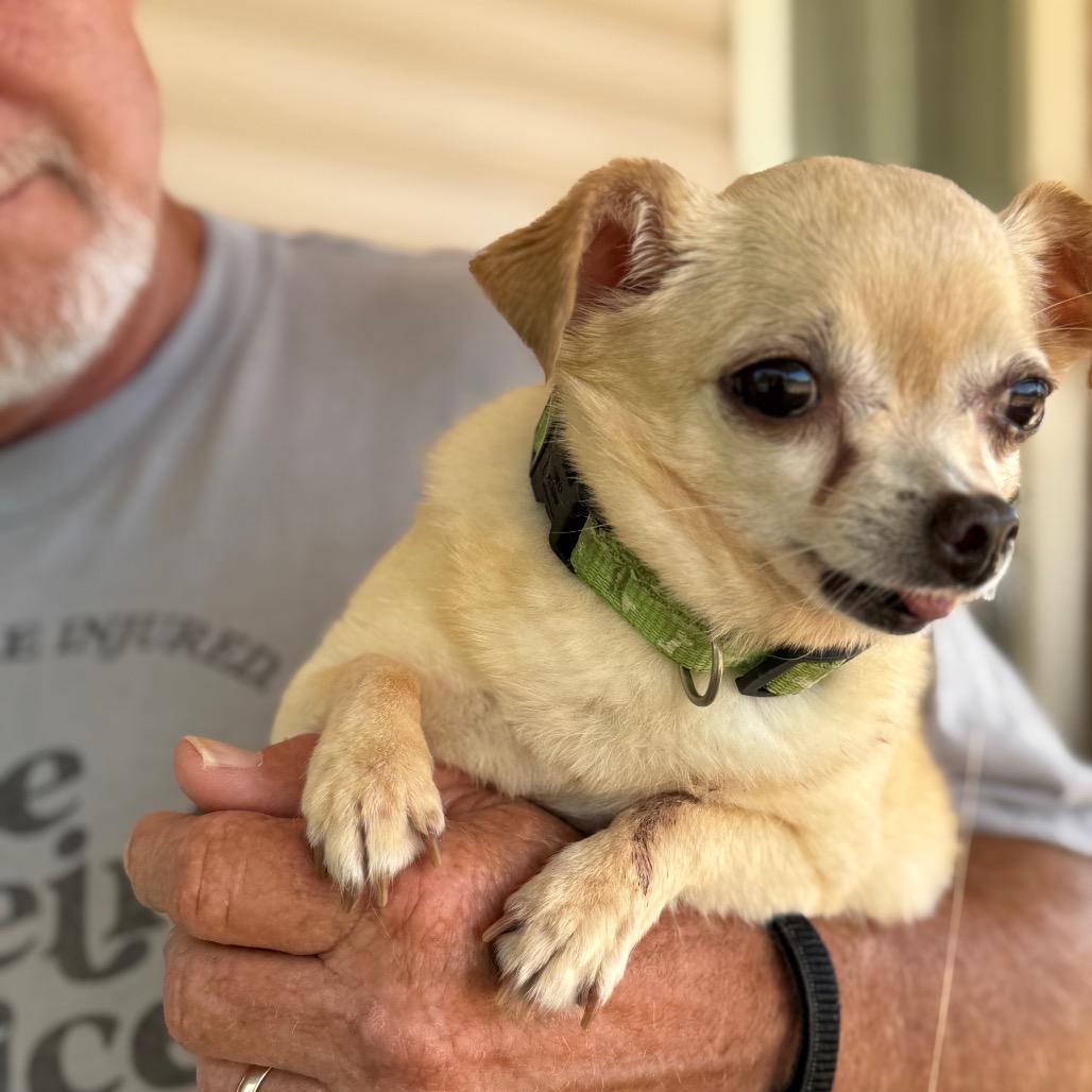 Ella, a Adoptable Chihuahua in Southside, TN image 4/6